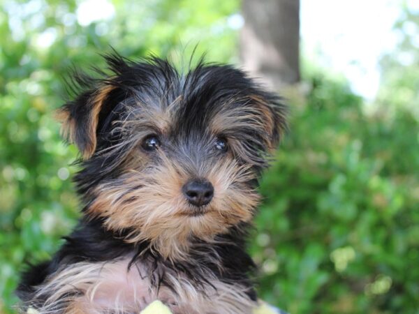 Yorkshire Terrier DOG Male Black / Tan 6197 Petland Montgomery, Alabama