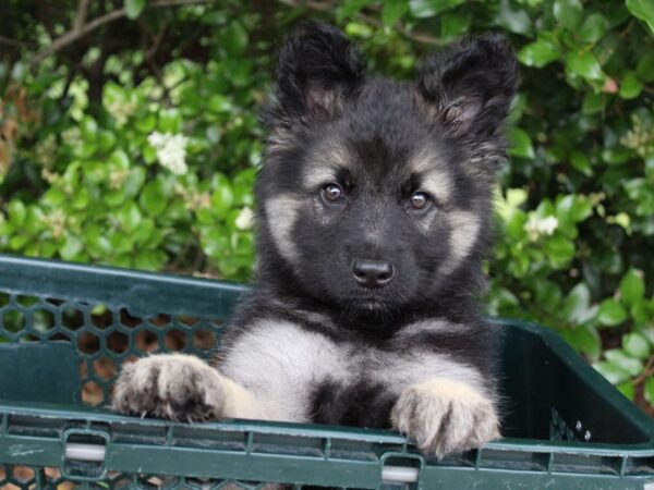 German Shepherd DOG Male Black/Tan 6200 Petland Montgomery, Alabama