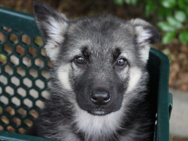 German Shepherd-DOG-Female-BLACK/TAN-6201-Petland Montgomery, Alabama