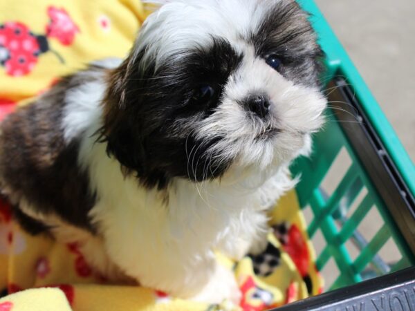 Teddy Bear-DOG--brown/white-6202-Petland Montgomery, Alabama