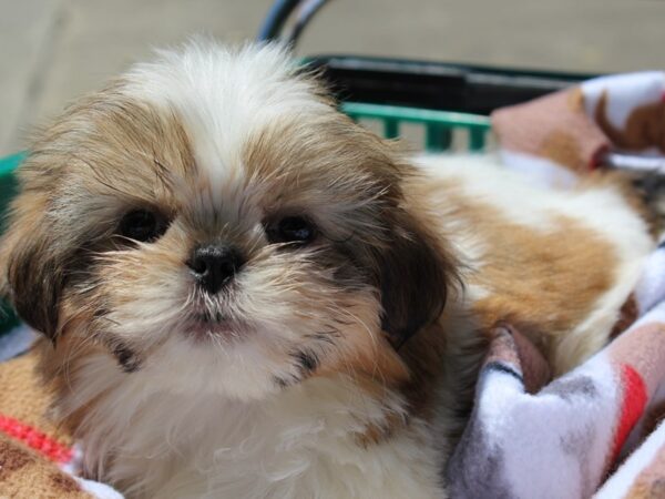 Teddy Bear-DOG-Male-gold/white-6203-Petland Montgomery, Alabama