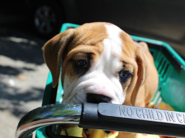 Bulldog/Bulldog-Beagle DOG Female Red / White 6198 Petland Montgomery, Alabama