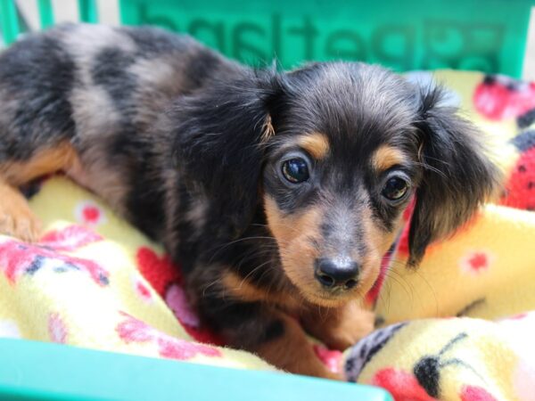 Dachshund DOG Female Black and Tan Dapple 6207 Petland Montgomery, Alabama