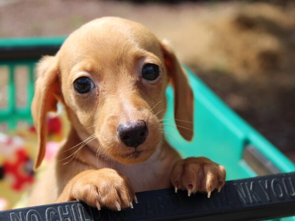 Dachshund DOG Female RED 6208 Petland Montgomery, Alabama