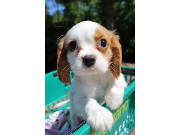 Cavalier King Charles Spaniel DOG Male blenheim 6209 Petland Montgomery, Alabama