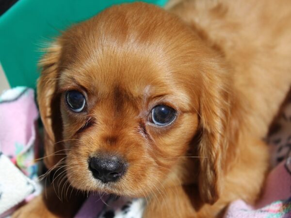 Cavalier King Charles Spaniel-DOG-Male-ruby-6210-Petland Montgomery, Alabama