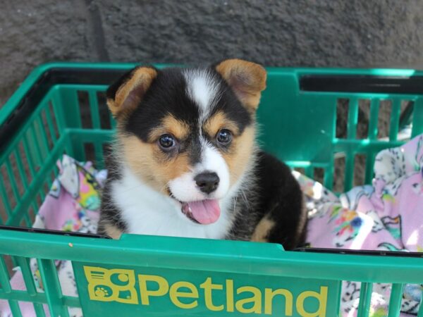 Pembroke Welsh Corgi DOG Male BLK TRI 6206 Petland Montgomery, Alabama