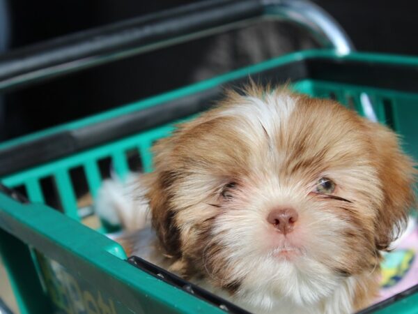 Shih Tzu DOG Male Red and White 6205 Petland Montgomery, Alabama