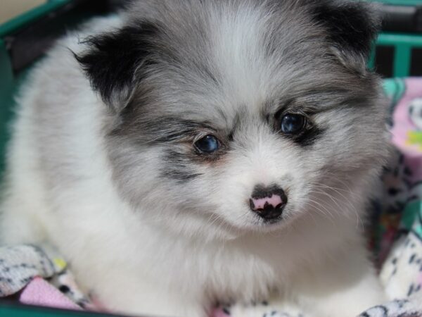 Pomeranian DOG Female blue/white 6211 Petland Montgomery, Alabama