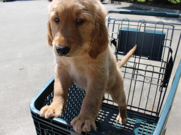 Golden Retriever-DOG-Female-golden-6214-Petland Montgomery, Alabama