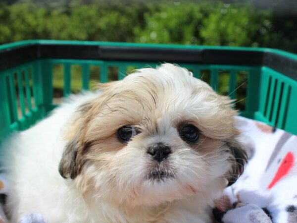 Shih Tzu DOG Female brown/white 6212 Petland Montgomery, Alabama