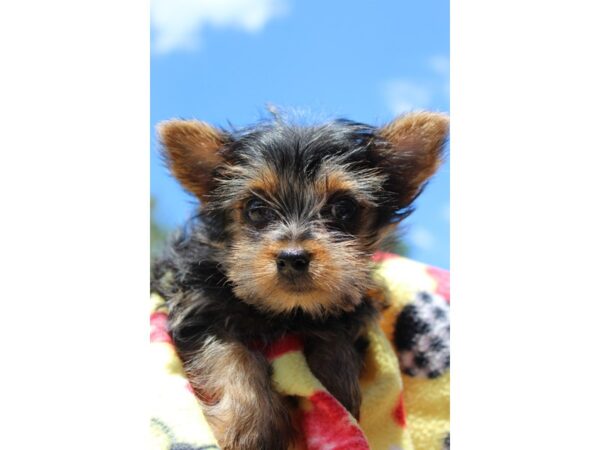 Yorkshire Terrier DOG Female Black / Tan 6215 Petland Montgomery, Alabama