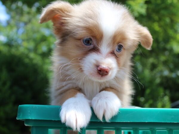 Mini Australian Shepherd DOG Female RED TRI 6218 Petland Montgomery, Alabama