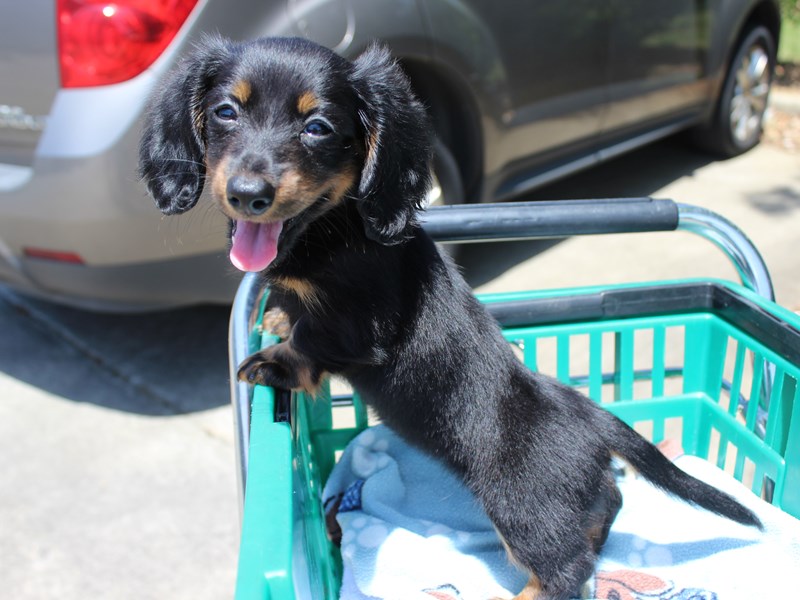 Dachshund Puppy black/tan ID:6216 Located at Petland Montgomery