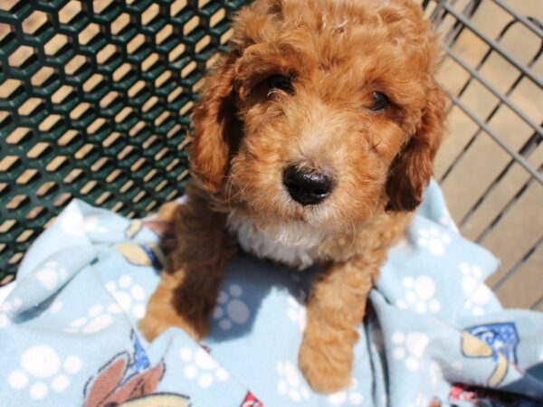 2nd Generation Mini Goldendoodle-DOG-Male-GOLDEN-6217-Petland Montgomery, Alabama