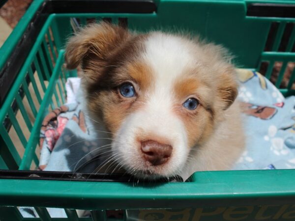 Mini Australian Shepherd DOG Female RED TRI 6219 Petland Montgomery, Alabama