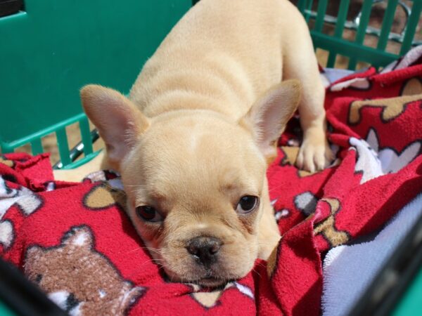 French Bulldog-DOG-Male-FAWN-6220-Petland Montgomery, Alabama