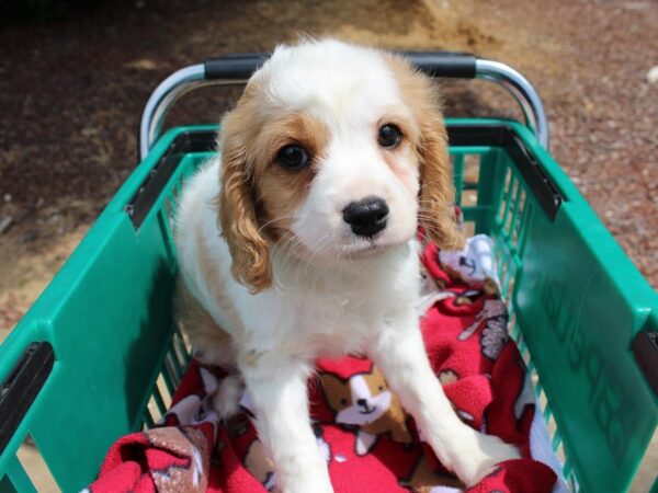 Cava Poo-DOG-Male-BLENHIEM-6221-Petland Montgomery, Alabama