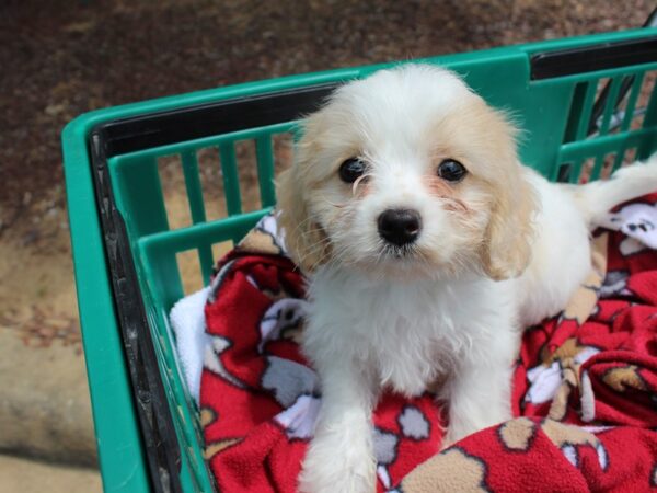 Cavachon DOG Female white/tan 6223 Petland Montgomery, Alabama