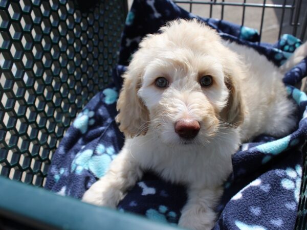 2nd Generation Mini Goldendoodle-DOG-Female-cream-6226-Petland Montgomery, Alabama