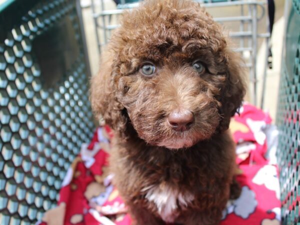 2nd Generation Mini Goldendoodle-DOG-Male-chocolate-6225-Petland Montgomery, Alabama