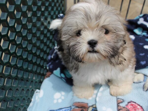 Shih Tzu-DOG-Male-TRI-6224-Petland Montgomery, Alabama