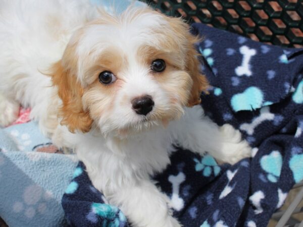 Cavachon DOG Male white/tan 6222 Petland Montgomery, Alabama