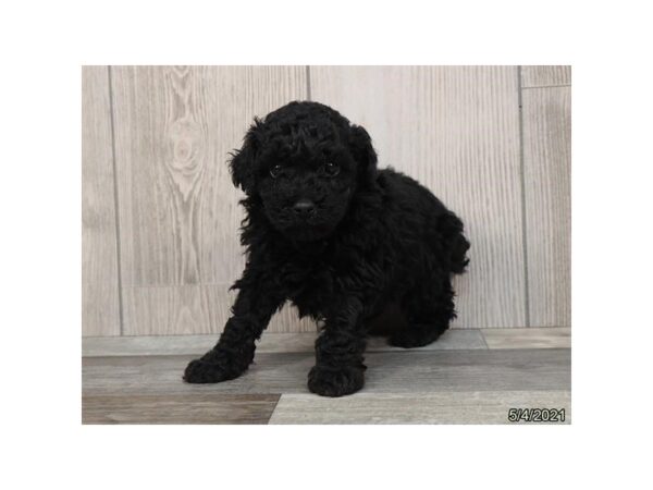 Miniature Poodle-DOG-Male-Black-6238-Petland Montgomery, Alabama