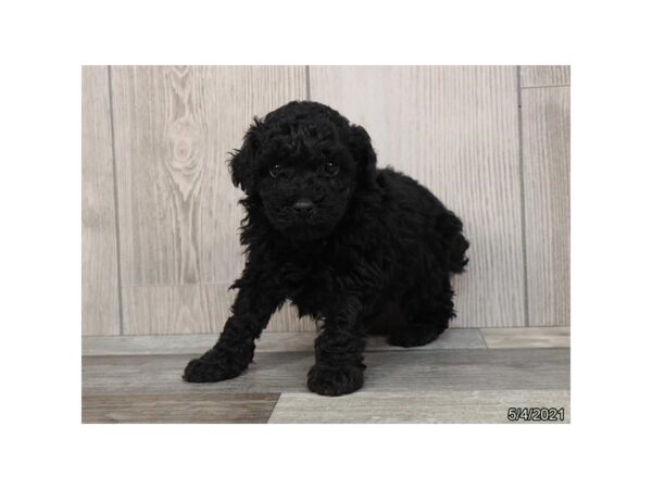 Miniature Poodle DOG Male Black 6238 Petland Montgomery, Alabama