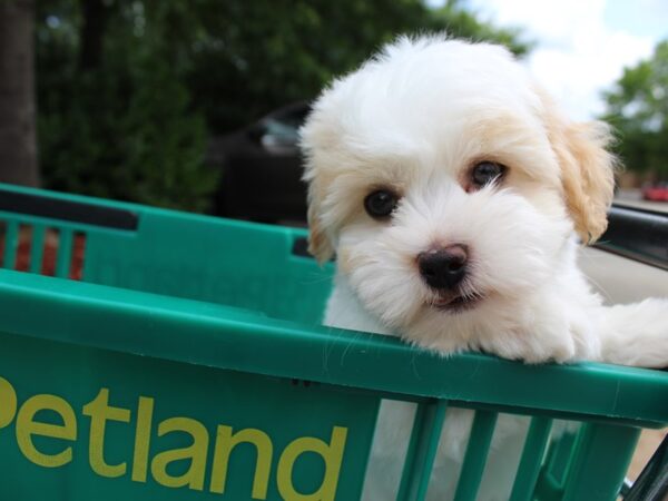Havanese-DOG-Male-FAWN WH-6231-Petland Montgomery, Alabama