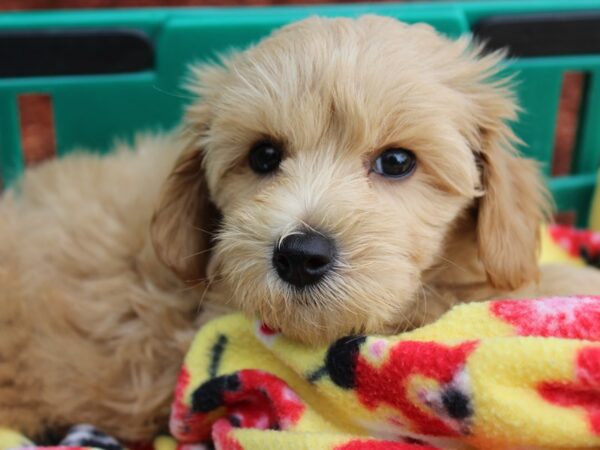 Poo Chon-DOG-Male-APRICOT-6230-Petland Montgomery, Alabama