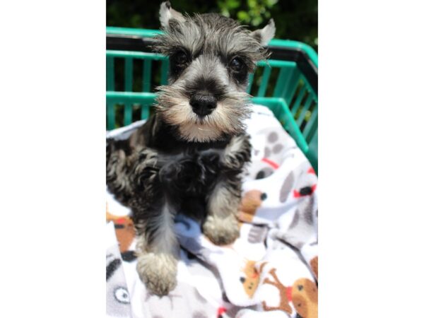 Miniature Schnauzer DOG Male SALT PEPPER 6229 Petland Montgomery, Alabama