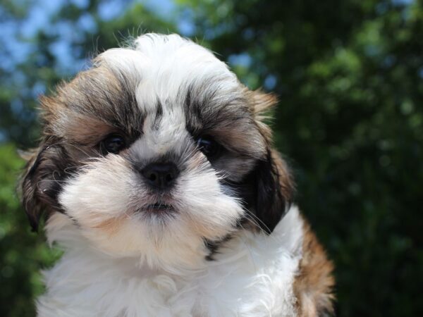 Shih Tzu DOG Male BROWN/WHITE 6234 Petland Montgomery, Alabama