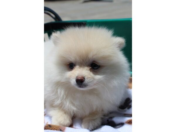 Pomeranian-DOG-Female-Cream-6237-Petland Montgomery, Alabama