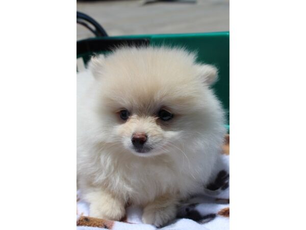 Pomeranian DOG Female Cream 6237 Petland Montgomery, Alabama