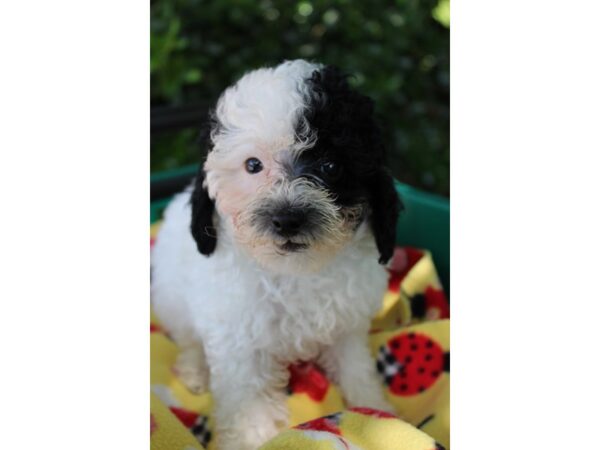 Miniature Poodle DOG Male Black / White 6239 Petland Montgomery, Alabama