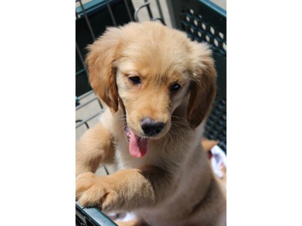 Golden Retriever-DOG-Female-Golden-6227-Petland Montgomery, Alabama