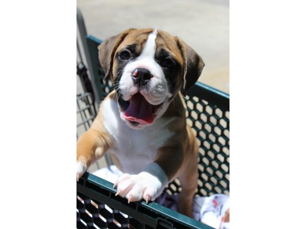 Bulldog/Bulldog-Beagle DOG Male Red / White 6236 Petland Montgomery, Alabama