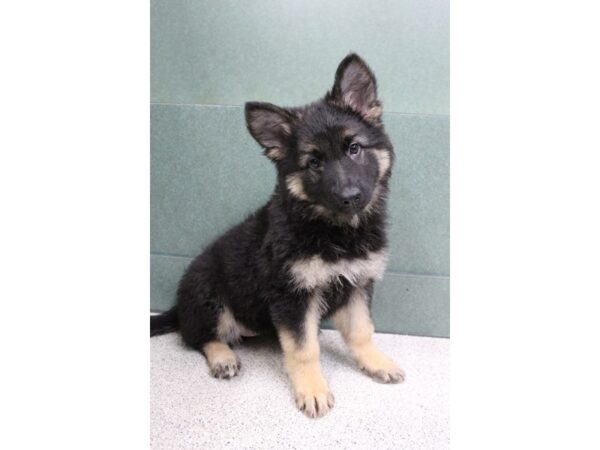 German Shepherd DOG Female black/tan 6233 Petland Montgomery, Alabama