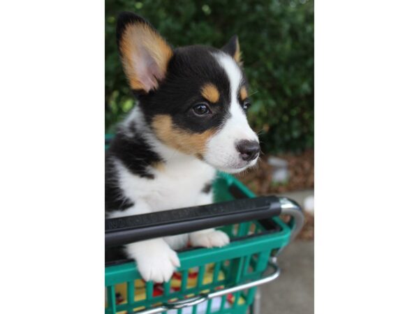 Pembroke Welsh Corgi DOG Female Tri 6241 Petland Montgomery, Alabama