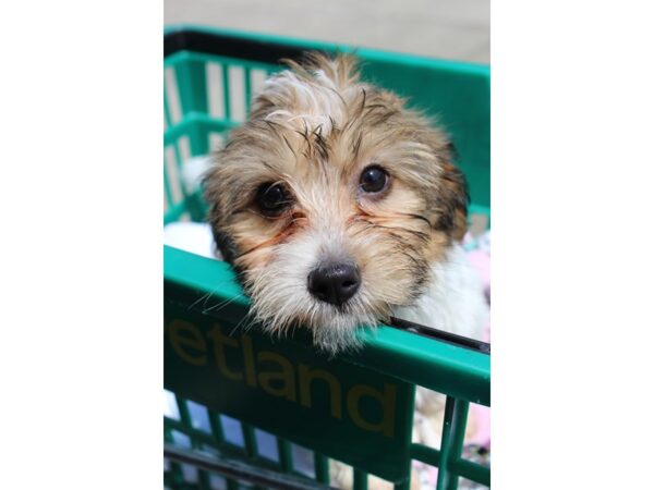 Havanese DOG Male BROWN WHITE 6240 Petland Montgomery, Alabama