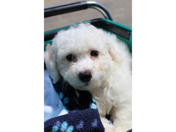 Bichon Frise-DOG-Male-White-6248-Petland Montgomery, Alabama