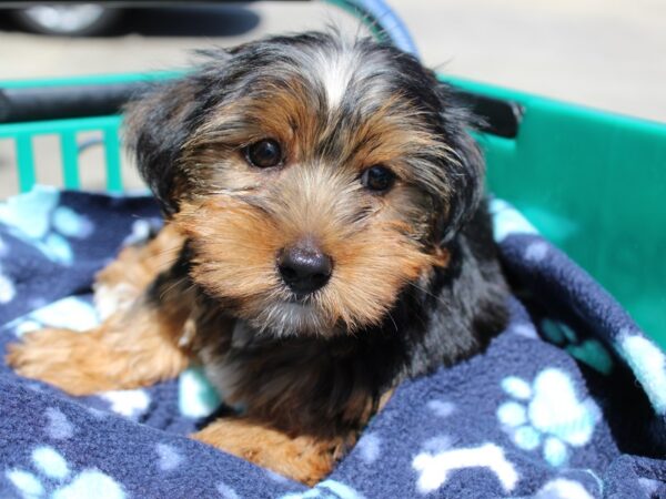 Yorkshire Terrier DOG Male BLK TAN 6242 Petland Montgomery, Alabama