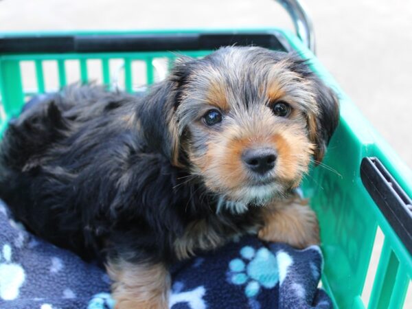 Yorkshire Terrier DOG Male Black Tan 6243 Petland Montgomery, Alabama