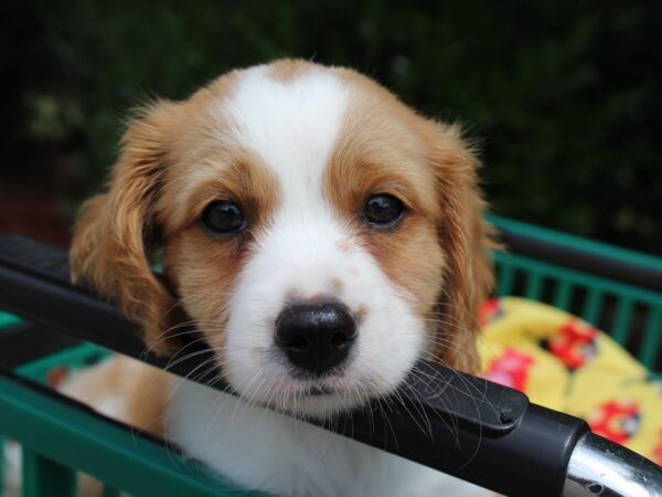 Cava Chon-DOG-Male-BLENHEIM-6246-Petland Montgomery, Alabama