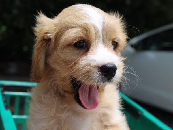 Cava Chon-DOG-Male-BLENHEIM-6245-Petland Montgomery, Alabama