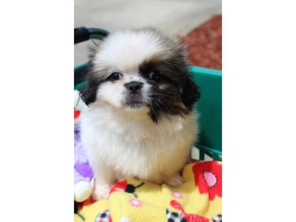 Pekingese DOG Female TRI 6252 Petland Montgomery, Alabama