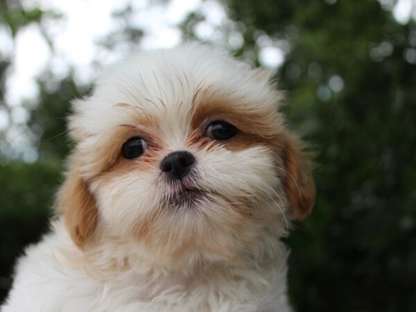 Teddy Bear-DOG-Female-tan/white-6251-Petland Montgomery, Alabama