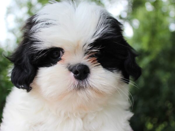 Teddy Bear DOG Male black/white 6250 Petland Montgomery, Alabama