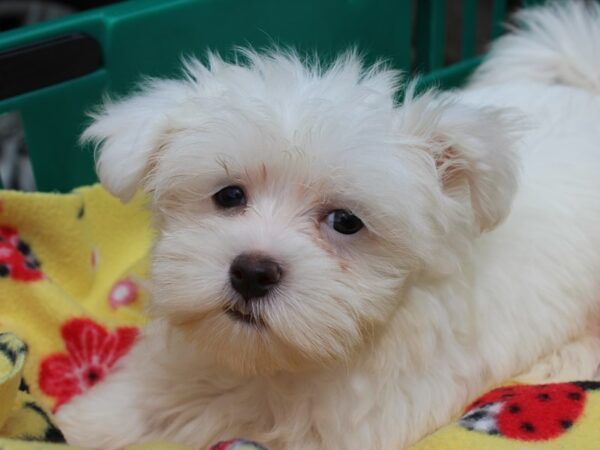 Maltese DOG Female White 6254 Petland Montgomery, Alabama